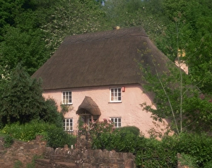Pink washed thatched cottage at Widecombe, near Torquay, Devon, England