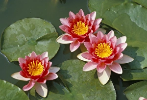 Flowering Prints: Pink water lilies