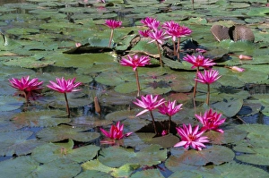 Plant Portrait Prints: Pink water lilies in flower (Nymphaea sp. ), in tropical area