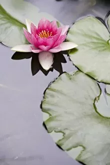 Pink water lily in pond, Jardin Botanico (Botanical Gardens), Valencia, Costa del Azahar, Spain, Europe