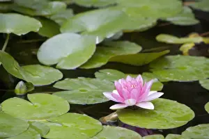 Pink water lily in pond, Jardin Botanico (Botanical Gardens), Valencia, Costa del Azahar, Spain, Europe