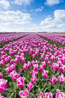 Pink and white tulips and clouds in the sky, Yersekendam, Zeeland province, Netherlands