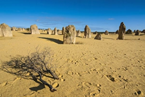 Images Dated 11th October 2008: The Pinnacles limestone formations at sunset in Nambung National Park, Western Australia
