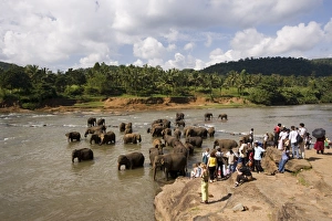 Sinelese Prints: Pinnewala Elephant Orphanage near Kegalle