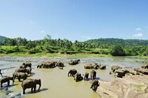 Images Dated 10th December 2011: Pinnewala Elephant Orphanage near Kegalle, Hill Country, Sri Lanka, Asia