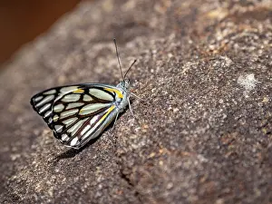 Entomology Prints: Pioneer white butterfly Belenois aurota resting on a rock in a natural setting in Madagascar during daytime