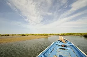 Images Dated 7th January 2009: Pirogue or fishing boat on the backwaters of the Sine Saloum Delta, Senegal