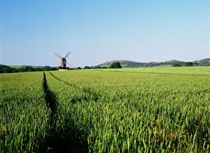 Vege Table Prints: Pitstone windmill and cornfield, with Ivinghoe Beacon in background, Chilterns