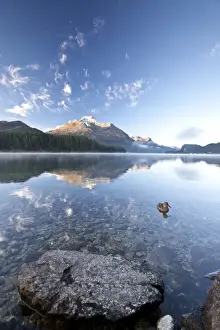 Duck Prints: Piz da la Margna reflecting in Lake Sils by Saint Moritz in Engadine