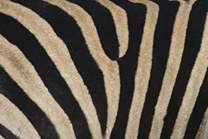 Khwai Prints: Plains zebra, Burchells zebra, Equus burchellii, Khwai River, Botswana, Africa
