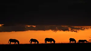 Back Lit Prints: Plains Zebra at dusk (Equus Quagga), Maasai Mara, Mara North, Kenya, East Africa, Africa