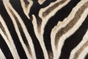 Abstract: Plains zebra (Equua quagga burchelli) stripe pattern detail showing shadow stripe, South Africa