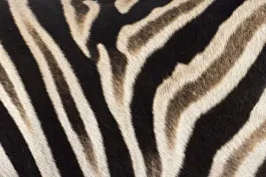 Striped Prints: Plains zebra (Equua quagga burchelli) stripe pattern detail showing shadow stripe
