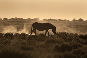 Animal Pattern Prints: Plains zebra (Equus burchelli), at sunset, Etosha National Park, Namibia, Africa