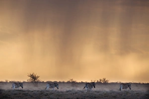 Animal Pattern Prints: Plains zebra (Equus burchelli), at stormy sunset, Etosha National Park, Namibia, Africa
