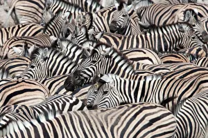 Abundance Prints: Plains zebra (Equus burchelli), crowd at waterhole, Etosha National Park, Namibia, Africa