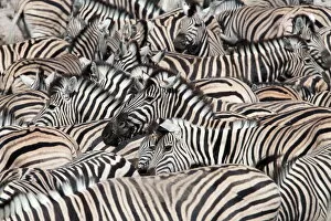 Large Group Of Animals Gallery: Plains zebra (Equus burchelli), crowd at waterhole, Etosha National Park, Namibia, Africa