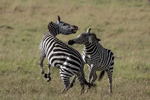 Masai Mara Prints: Plains zebra (Equus quagga boehmi) fighting, Masai Mara, Kenya, East Africa, Africa