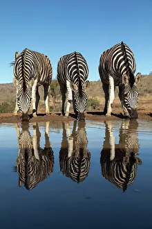 Three Animals Prints: Plains zebra (Equus quagga burchellii) at water
