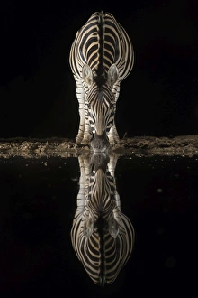 Plains zebra (Equus quagga) drinking at night, Zimanga private game reserve, KwaZulu-Natal