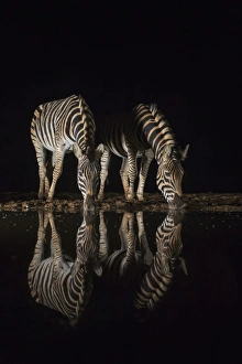 Black Background Prints: Plains zebra (Equus quagga) drinking at night, Zimanga private game reserve, KwaZulu-Natal