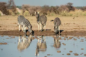 Photogenic Prints: Plains zebra (Equus quagga) drinking at waterhole