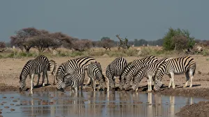 Savanna Prints: Plains zebra (Equus quagga) drinking at waterhole