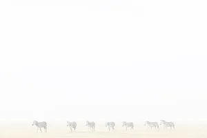 Monochrome Prints: Plains zebra (Equus quagga) in dust storm