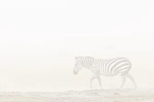 Blurry Prints: Plains zebra (Equus quagga) in dust storm