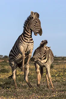 Plains zebra (Equus quagga) fighting, Addo Elephant national park, Eastern Cape