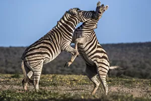 Confrontation Gallery: Plains zebra (Equus quagga) fighting, Addo Elephant national park, Eastern Cape