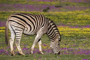 Addo Elephant National Park Gallery: Plains zebra (Equus quagga) grazing spring flowers, Addo Elephant national park, Eastern Cape