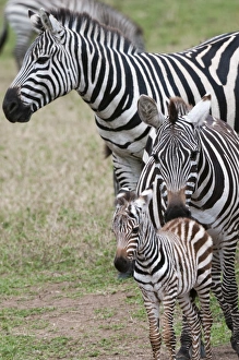 Four Animals Prints: Plains zebra (Equus quagga), Masai Mara, Kenya, East Africa, Africa