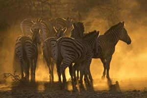 Dust Gallery: Plains zebra (Equus quagga), Zimanga private game reserve, KwaZulu-Natal, South Africa