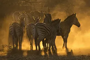 Dust Prints: Plains zebra (Equus quagga), Zimanga private game reserve, KwaZulu-Natal, South Africa