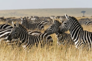 Stripe Prints: Plains zebras (Equus quagga), Masai Mara, Kenya, East Africa, Africa