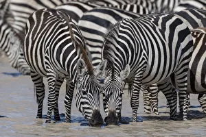 Serengeti Prints: Plains zebras (Equus quagga), Ndutu, Serengeti, UNESCO World Heritage Site, Tanzania