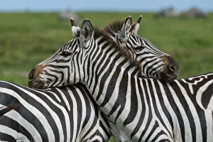 Serengeti Prints: Plains zebras (Equus quagga), Ndutu, Ngorongoro Conservation Area, Serengeti, Tanzania