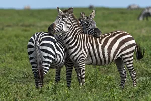 Plains zebras (Equus quagga), Ndutu, Ngorongoro Conservation Area, Serengeti, Tanzania