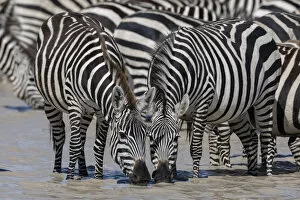 Eye Contact Gallery: Plains zebras (Equus quagga), Ndutu, Serengeti, UNESCO World Heritage Site, Tanzania