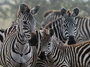 Four Animals Prints: Plains zebras (Equus quagga) under the rain, Seronera, Serengeti National Park, Tanzania