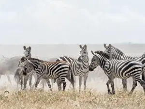 Tanzania Prints: Plains zebras (Equus quagga) in Serengeti National Park, UNESCO World Heritage Site