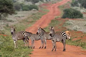 Tsavo Prints: Plains zebras (Equus quagga), Tsavo, Kenya, East Africa, Africa