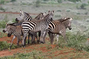 Plains zebras (Equus quagga), Tsavo, Kenya, East Africa, Africa