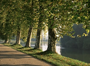 Saone Et Loire Prints: Plane trees beside the River Saone near Macon, Saone et Loire, Burgundy, France, Europe