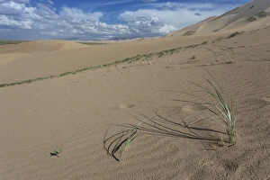 Huge Prints: Plant growing on huge sand dunes on a summer evening, Khongoryn Els, Gobi Desert