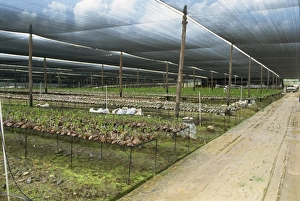 Horticulture Prints: Plant and orchid nursery