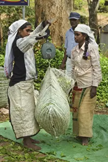 Bare Foot Prints: Plantation Tamil women weighing prized Uva tea in the Namunukula Mountains near Ella