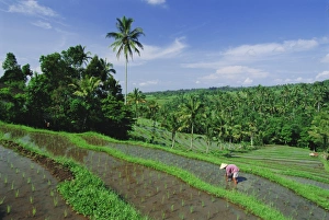 Planting Prints: Planting rice