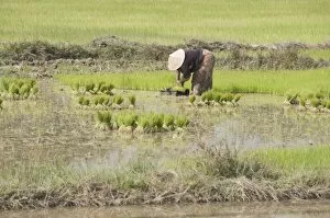 Planting rice, near Vientiane, Laos, Indochina, Southeast Asia, Asia